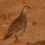 chassesenegalccasamance-150x150 Pour une chasse aux phacochères et petits gibiers