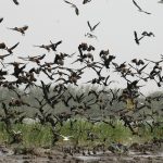 fauneparcniokolokoba-150x150 Pour une chasse aux phacochères et petits gibiers