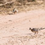 voyagecasamance-150x150 Pour une chasse aux phacochères et petits gibiers